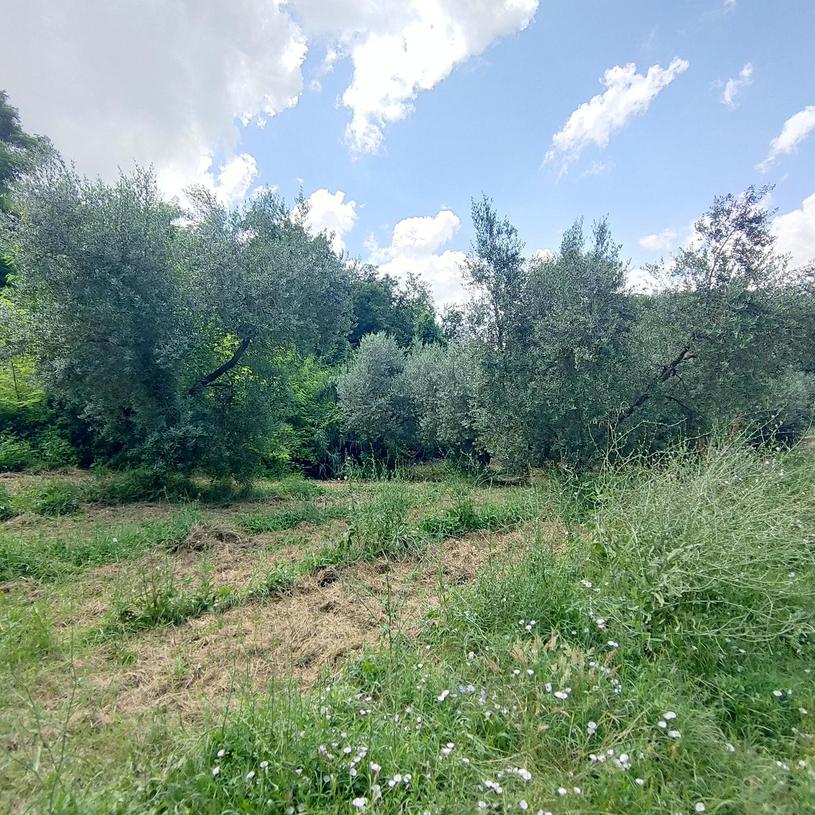  id.5131657