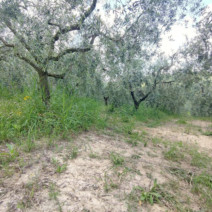  id.5131656