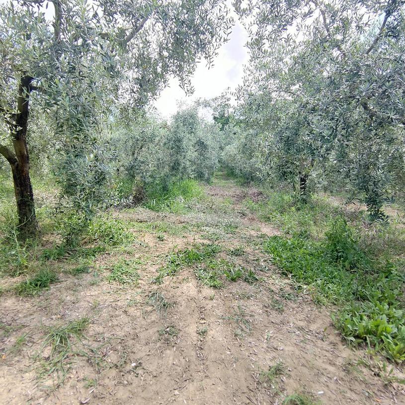  id.5131665