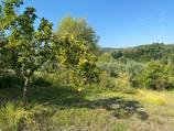 Terreno agricolo in zona Palombara sabina in Vendita