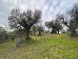 Terreno agricolo San Giovanni in Argentella, Palombara Sabina in Vendita