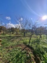 Terreno agricolo con prefabbricato vicino alla Palombarese in Vendita