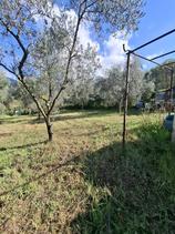 Terreno agricolo in Vendita